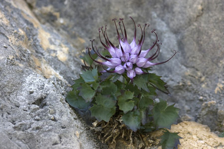 Devil's Claw